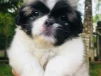 Shih-TZU Female Puppy