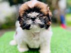 Shih Tzu Female Puppy