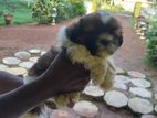 Shih Tzu Female Puppy