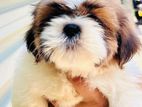 Shih Tzu Puppies