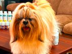 Shih Tzu for crossing