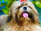 Shih Tzu Dog for Crossing
