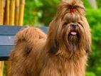 Shih Tzu For Crossing