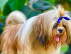 Shih Tzu for Crossing (KASL)