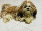 Shih-Tzu For Crossing