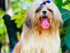 Shih Tzu for Crossing(kasl)