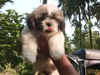 Shih Tzu Puppy