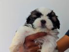 Shih Tzu Puppies