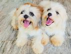 Shih Tzu Puppies