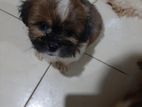 Shih Tzu Puppy