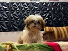 Shih Tzu Puppy