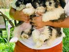 Shih Tzu Puppy