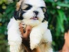 Shih Tzu Puppies