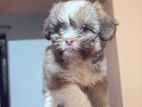 Shih Tzu Puppies
