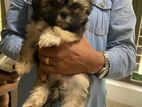 Shih Tzu Puppies