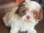 Shih Tzu Puppy