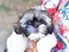 Shih-Tzu Puppies