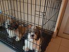 Shih Tzu Puppy