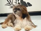 Shih Tzu Puppies
