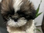 Shih Tzu Puppies