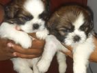 Shih tzu Puppies