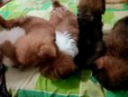 Shih Tzu Puppies