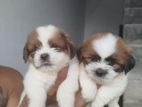 Shih Tzu Puppies