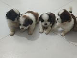 Shih Tzu Puppies