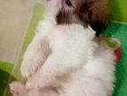 Shih Tzu Puppies