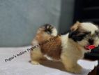 Shih Tzu Puppies