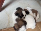 Shih tzu Puppies