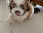 Shih Tzu Puppies