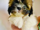 Shih Tzu Puppies