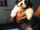 Shih Tzu Puppies