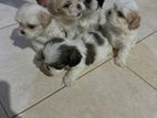 Shih Tzu Puppies