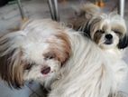 Shih Tzu Puppies