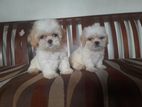 Shihtzu Puppies