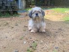 Shih Tzu Puppy