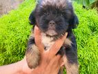 Shih Tzu Puppies