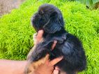 Shih Tzu Puppies