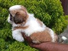 Shihtzu Puppy