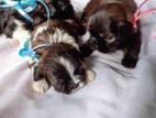 Shih tzu Puppies