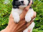 Shih Tzu Puppies