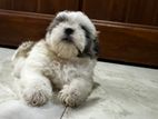 Shih Tzu Puppies