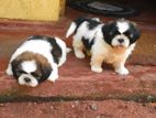 Shih tzu Puppies