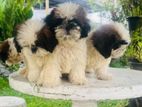 Shih Tzu Puppies