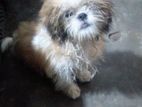 Shih Tzu Puppie