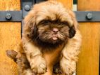 Shih Tzu Puppies