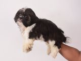 Shih Tzu Puppies