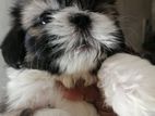 Shih tzu Puppies